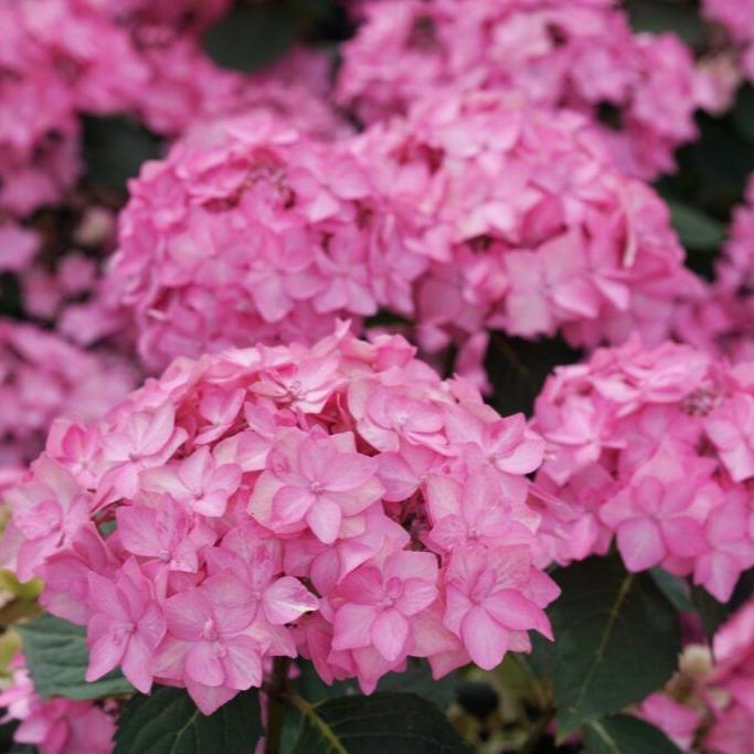 HYDRANGEA serr. Frozen Smoothie Mauve