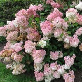 Hydrangea Paniculata Vanille Fraise