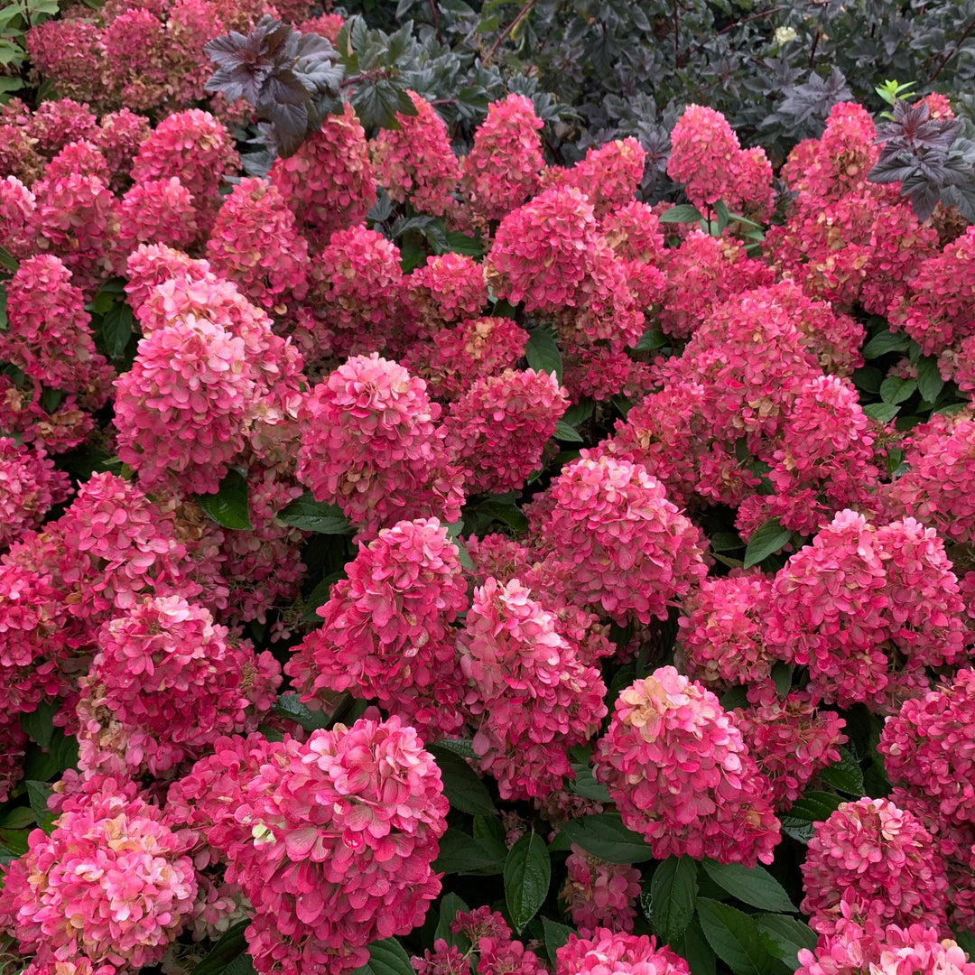 HYDRANGEA pan. Bonfire