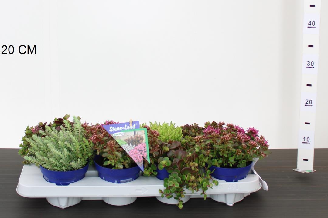 Sedum hybridum