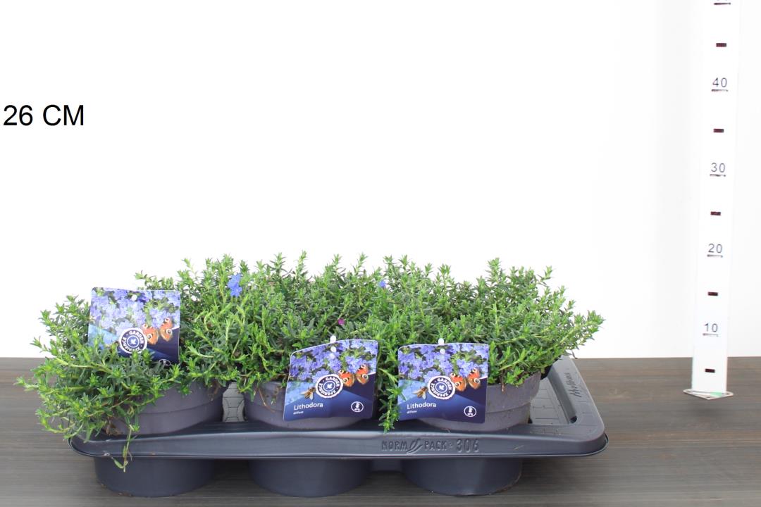 Lithodora-d.-Grace-Ward-Potted