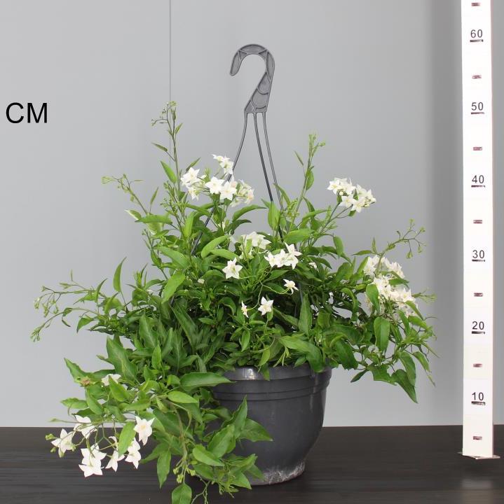 Solanum jasminoides in a hanging pot