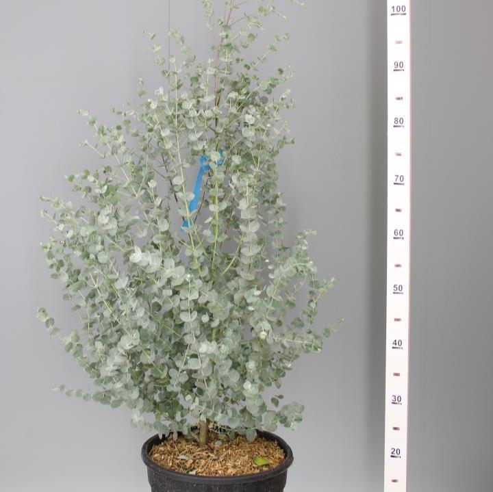 Eucalyptus gunnii Azura