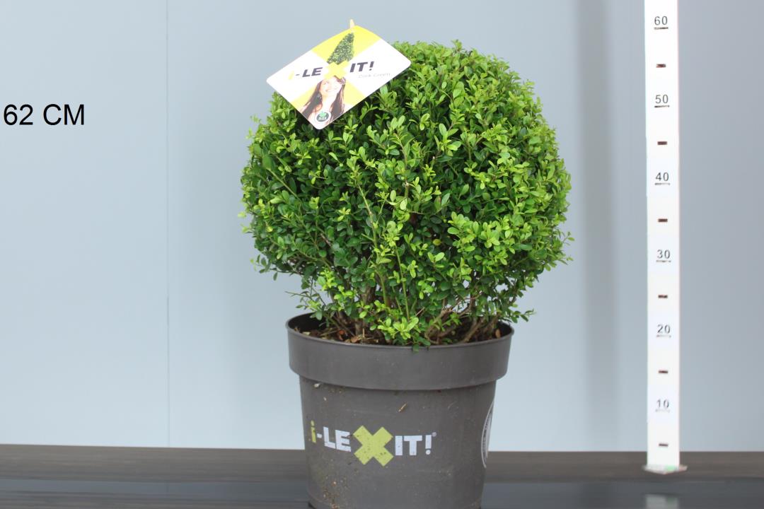 Ilex cren. Dark Green