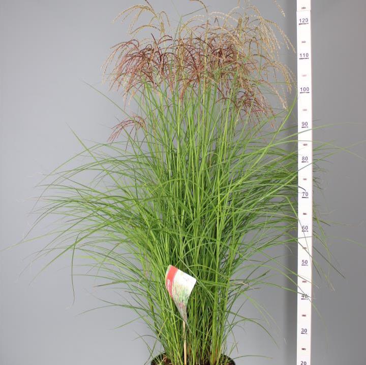 Miscanthus sin. Red Cloud