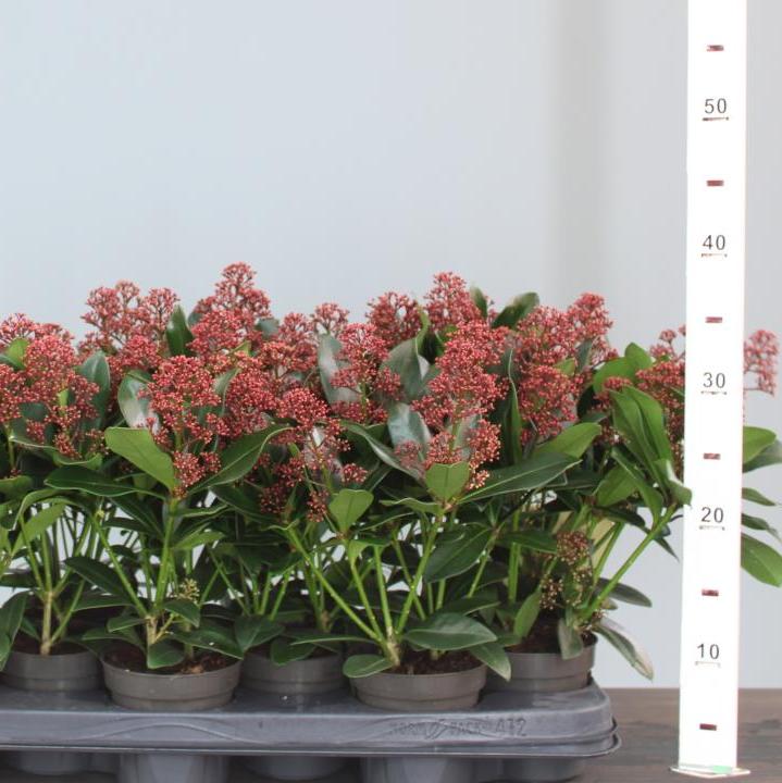 Skimmia jap. Rubella