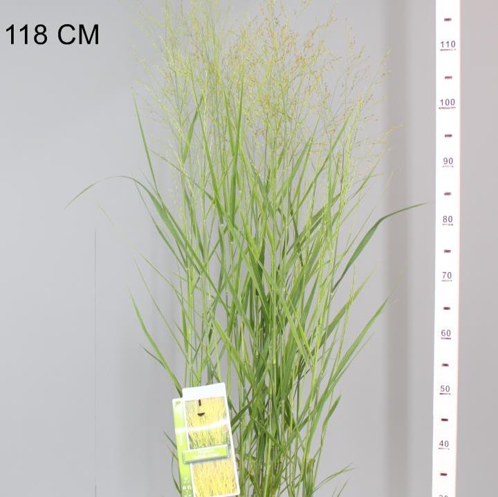 Panicum virgatum Buffalo Green