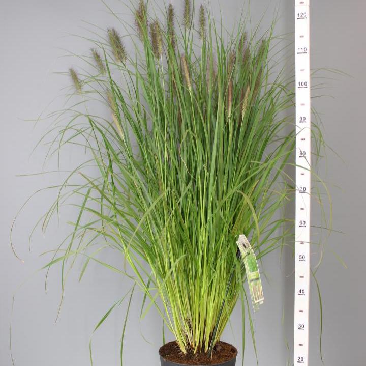 Pennisetum alop. Viridescens