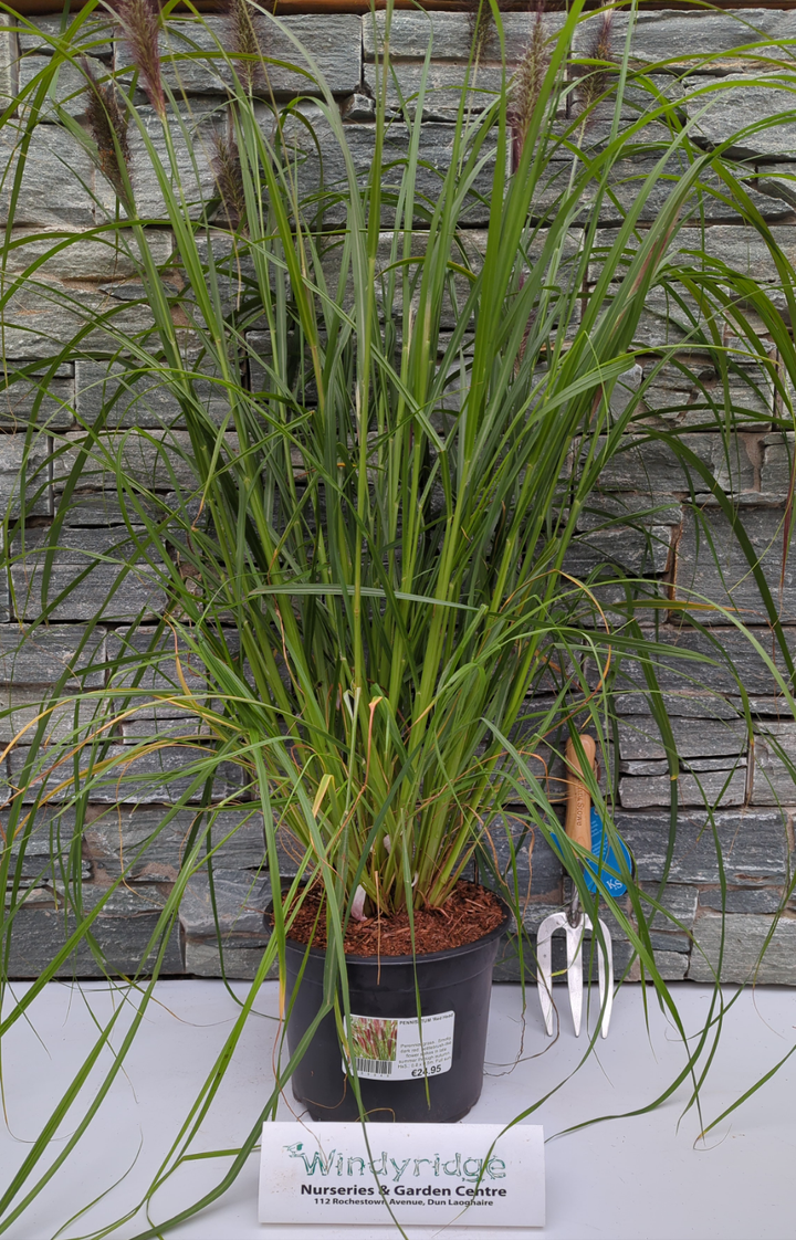 PENNISETUM alop. Red Head