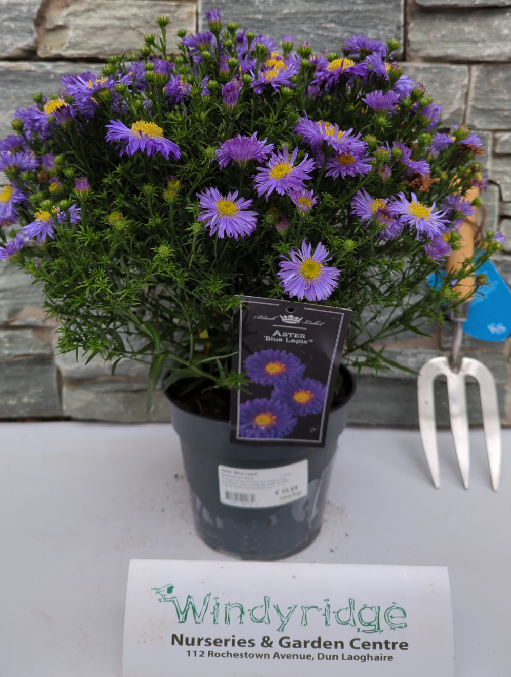 Aster Blue Lapis  2 Ltr pot