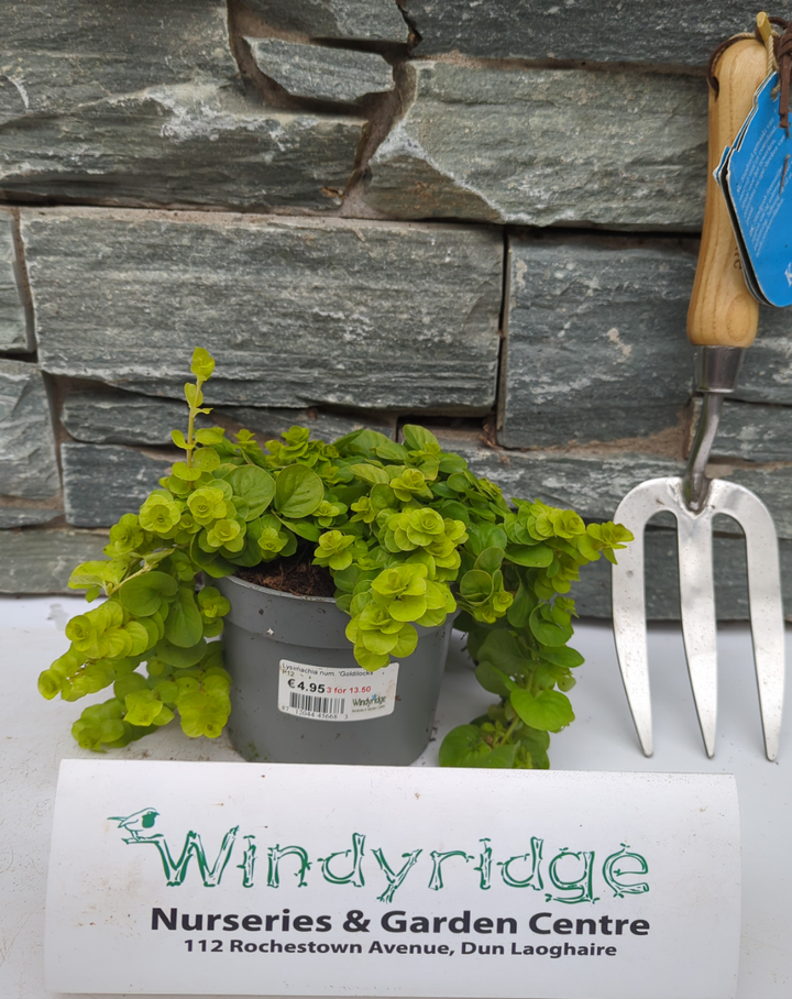 Lysimachia num. Goldilocks 12cm Pot ( Creeping Jenny )