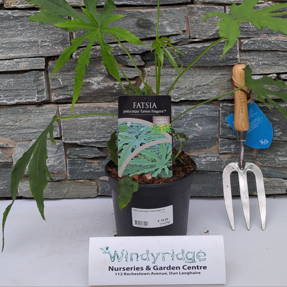 Fatsia polycarpa Greenfingers