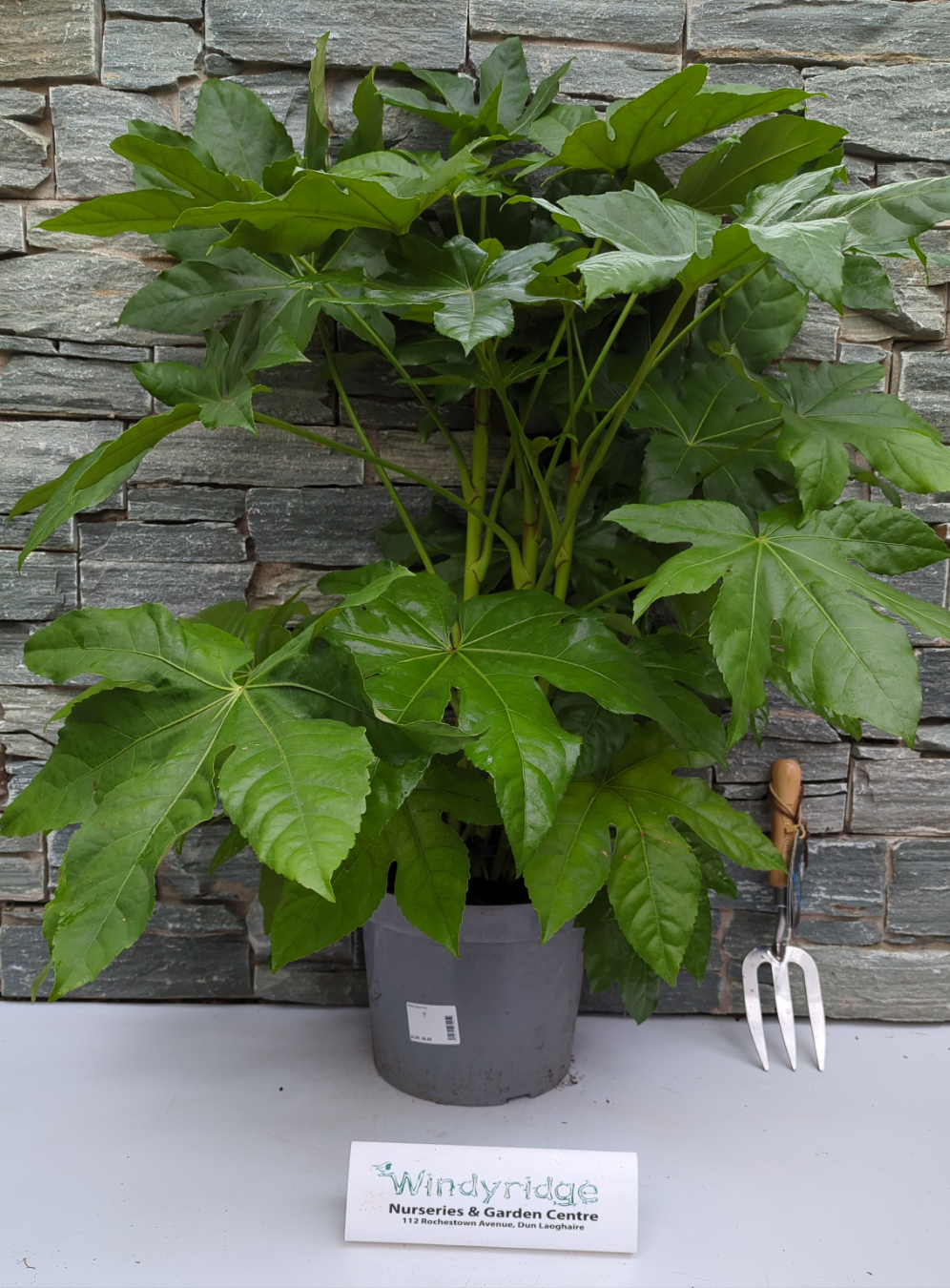 Fatsia japonica