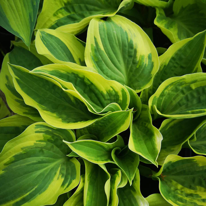 Hosta Wide Brim