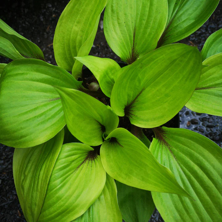 Plantain Lilies (Hosta Purple Heart)