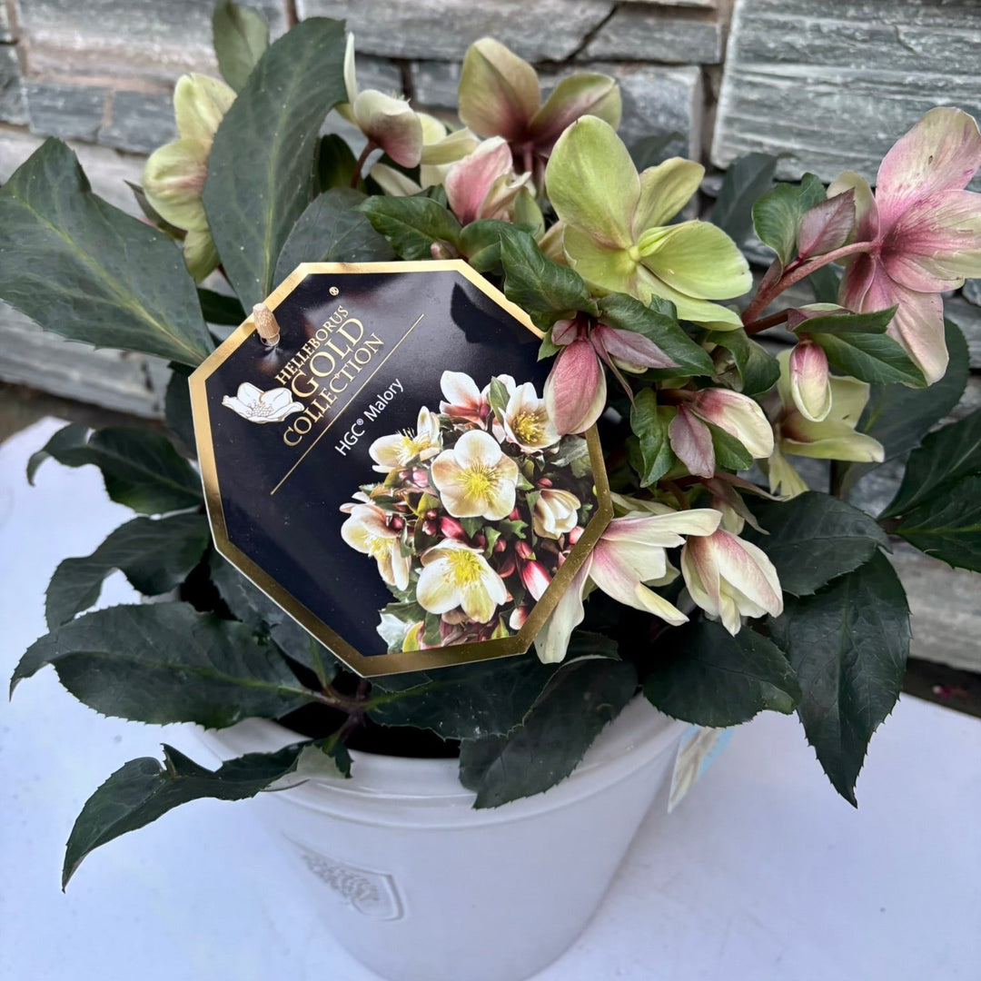 26 cm Ceramic pot with Helleborus