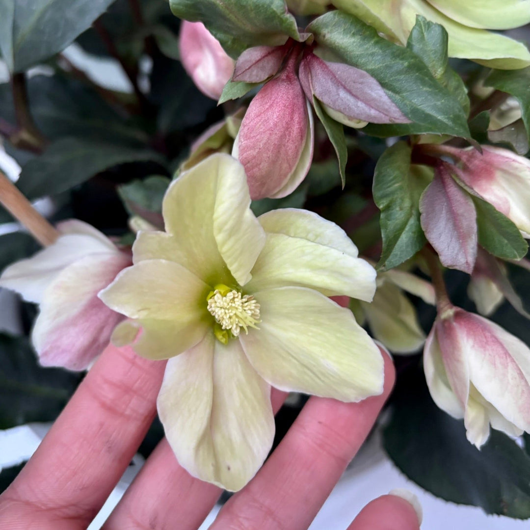 22 cm Square Pot with Helleborus