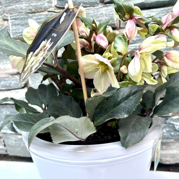 26 cm Ceramic pot with Helleborus