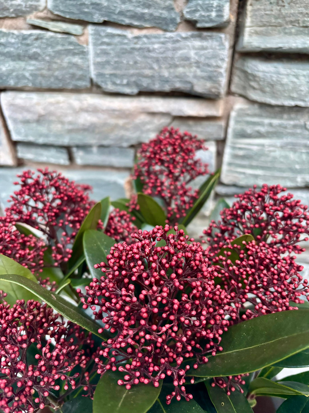 28 cm Square Pot with Skimmia Rubella