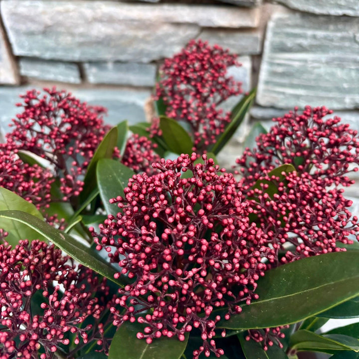 33 cm Ceramic pot with Skimmia Rubella