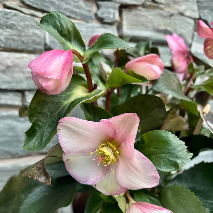 22 cm Square Pot with Helleborus