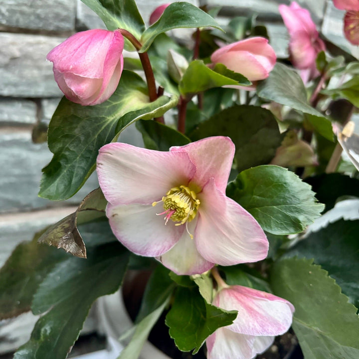 26 cm Ceramic pot with Helleborus