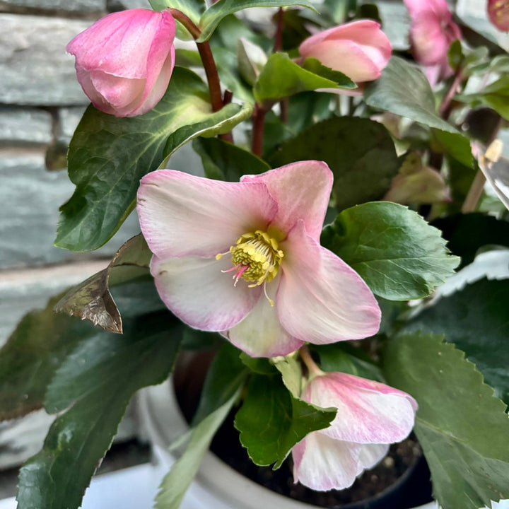 24 cm Cylinder Pot with Helleborus