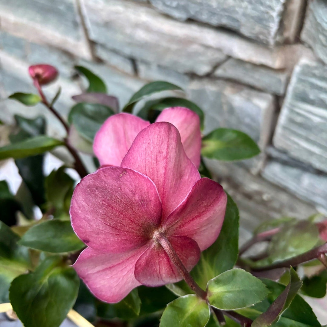 22 cm Square Pot with Helleborus