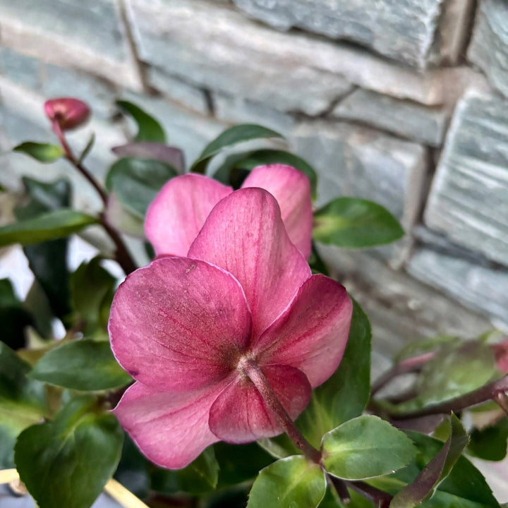 24 cm Cylinder Pot with Helleborus