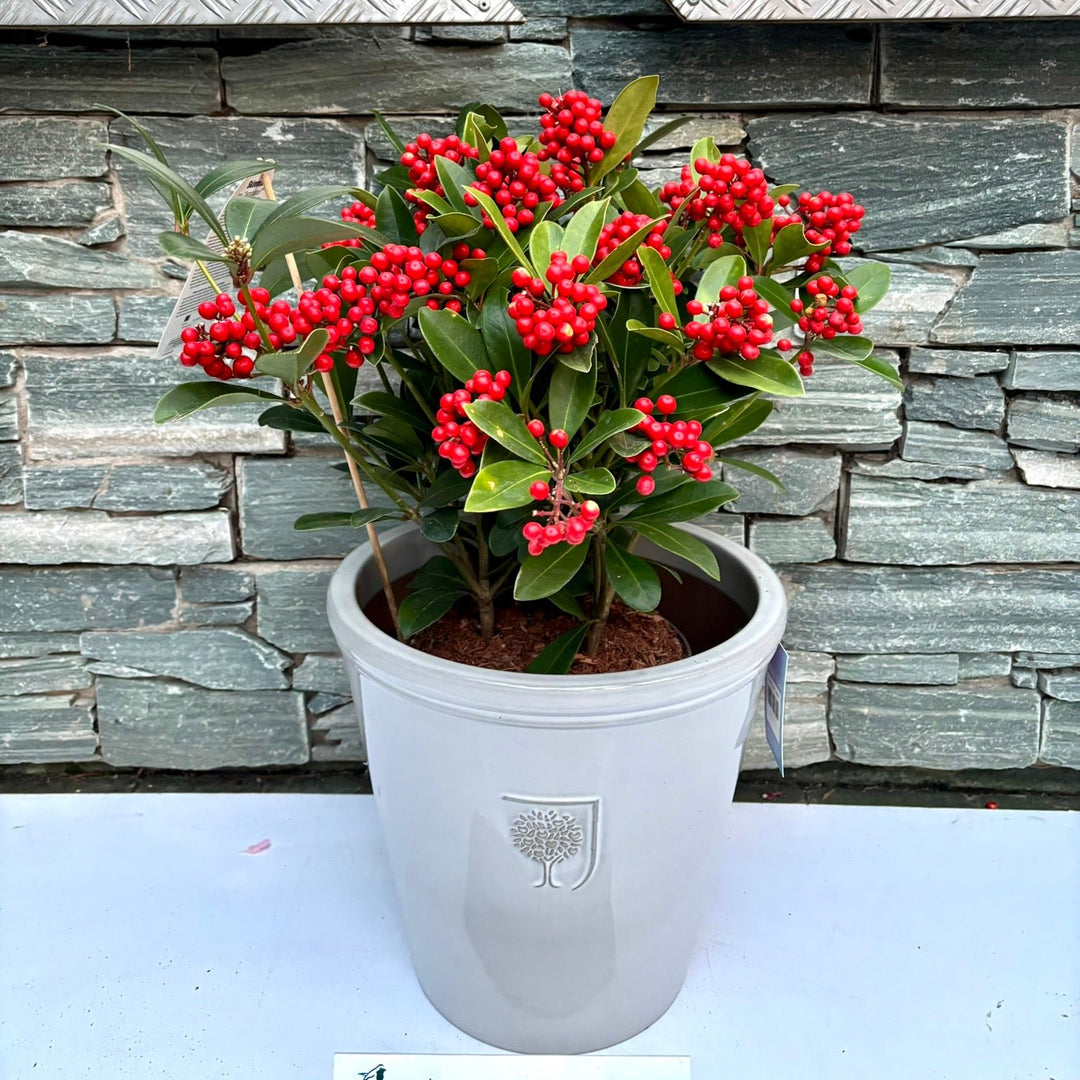 33 cm Ceramic pot with Skimmia Temptation