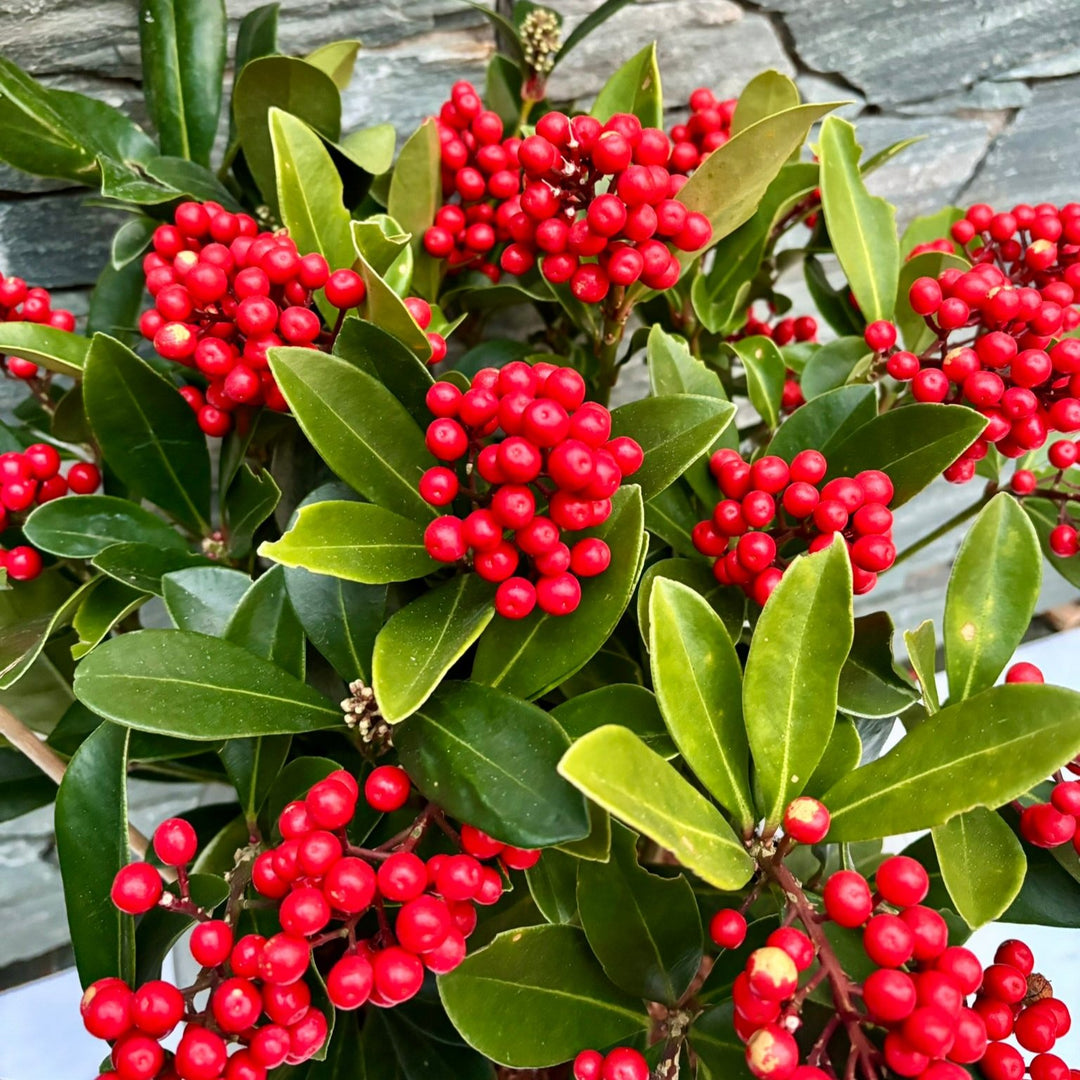 33 cm Ceramic pot with Skimmia Temptation