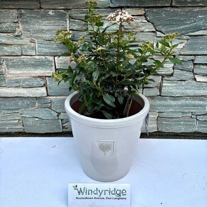 33 cm Ceramic pot with Viburnum