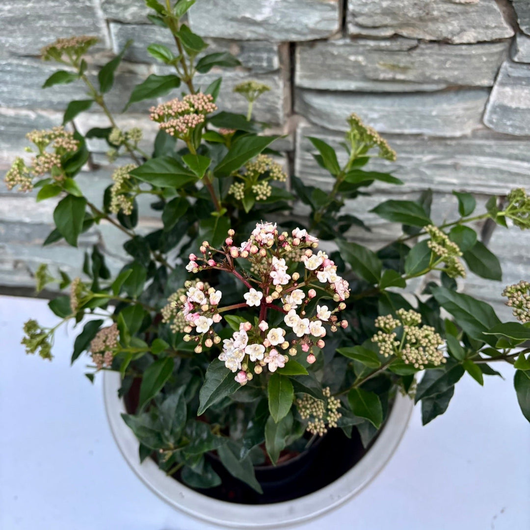 30 cm Cylinder Pot with Viburnum