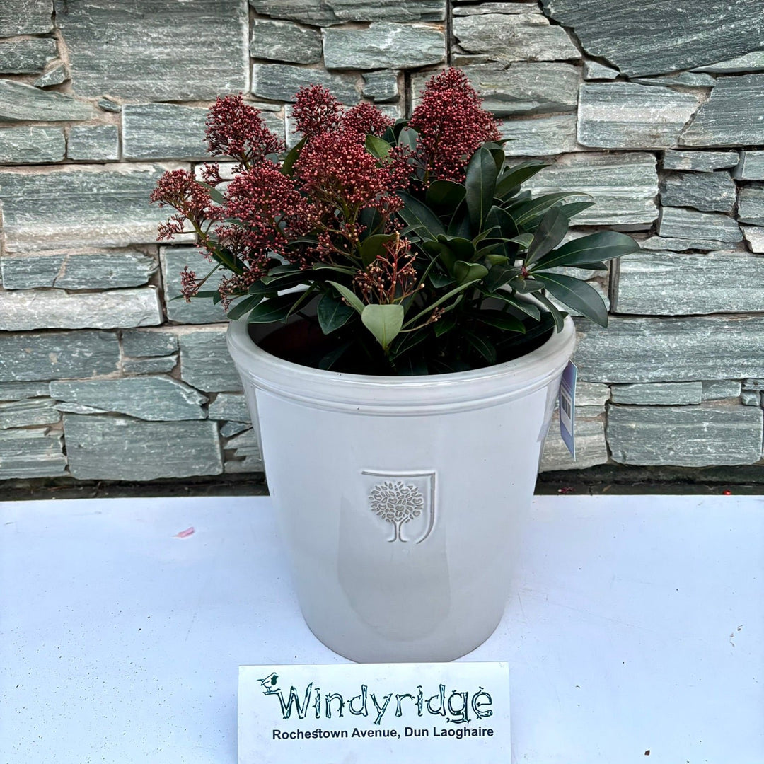 33 cm Ceramic pot with Skimmia Rubella