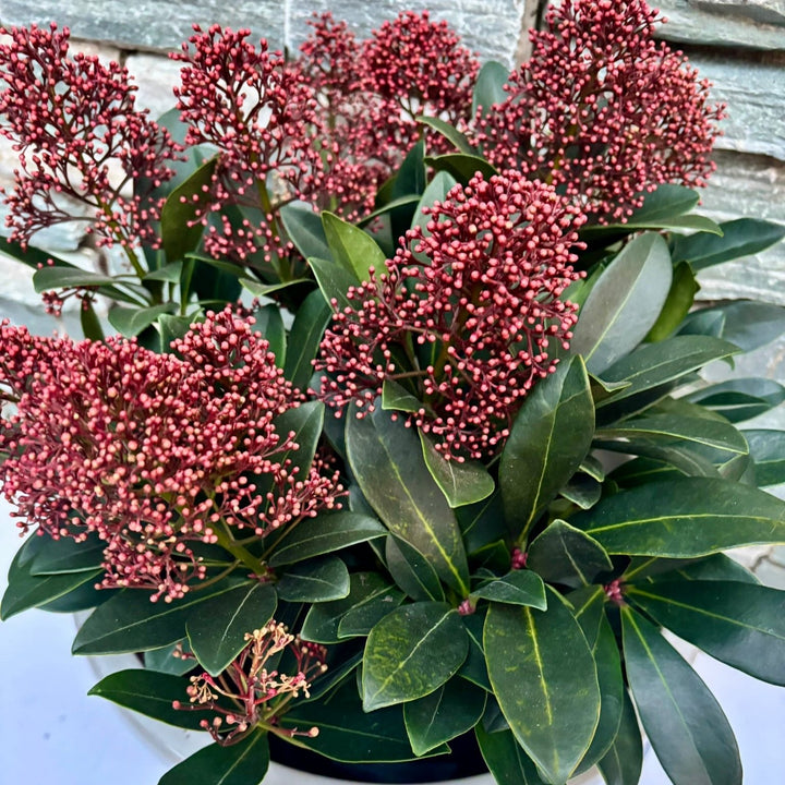 26cm Ceramic Pots with Skimmia