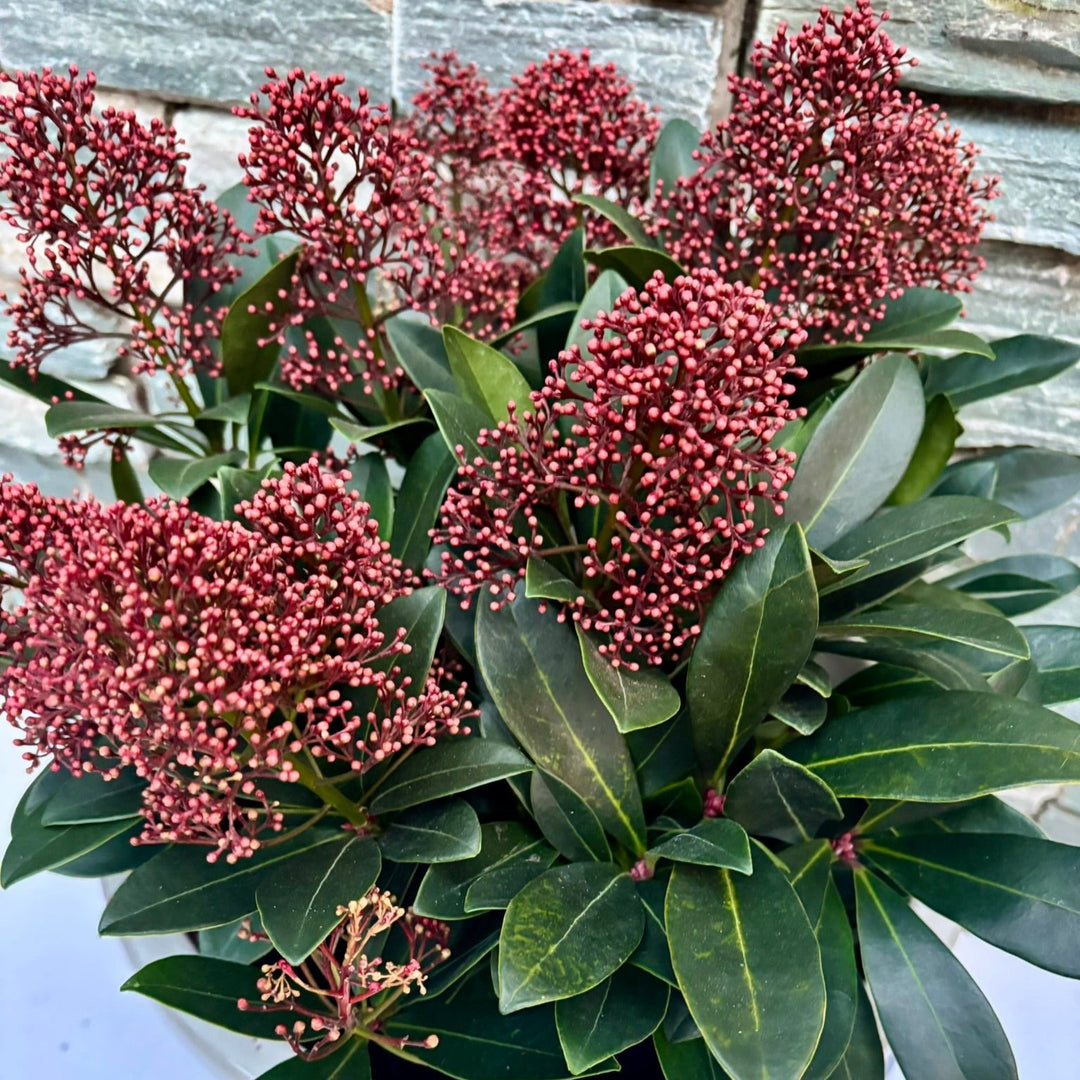 33 cm Ceramic pot with Skimmia Rubella