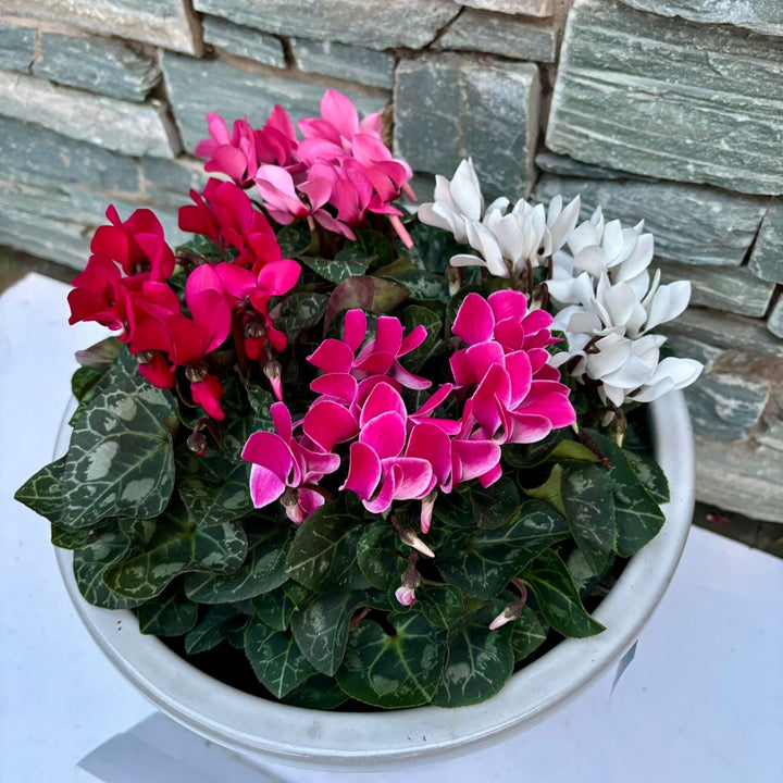 30 cm Cylinder Pot with 4 Cyclamens