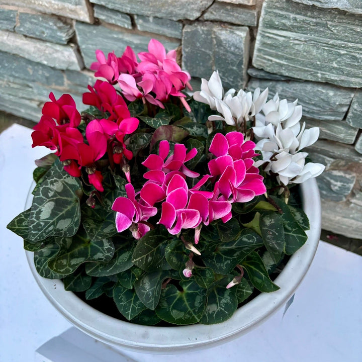 33 cm Ceramic pot with 4 cyclamens