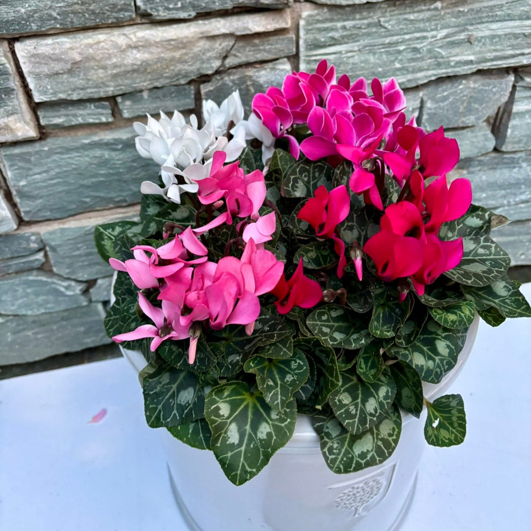 30 cm Cylinder Pot with 4 Cyclamens