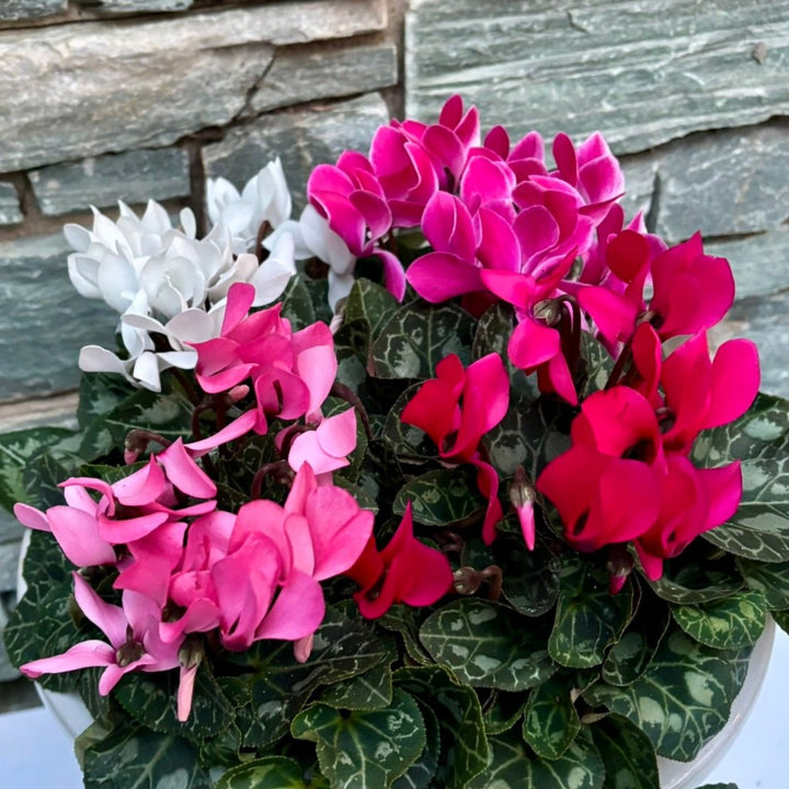 28 cm Square Pot with 4 Cyclamens