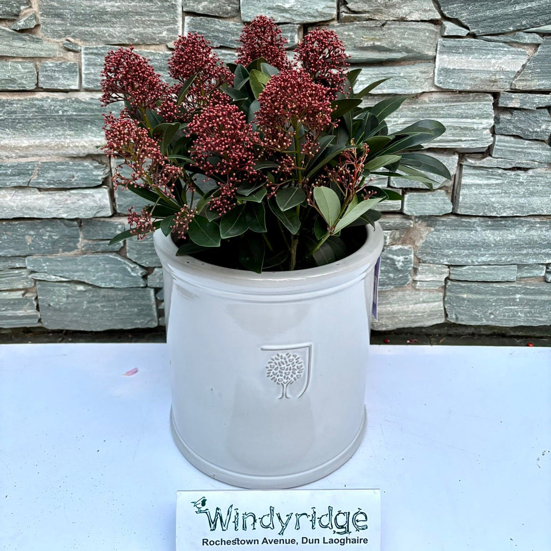 30 cm Cylinder Pot with Skimmia Rubella