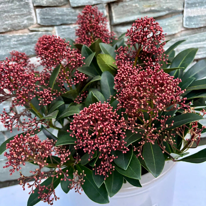 24 cm Cylinder Pot with Skimmia