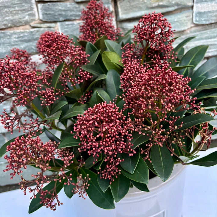 30 cm Cylinder Pot with Skimmia Rubella