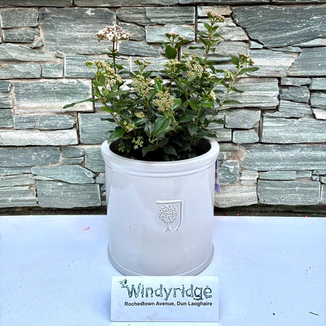 30 cm Cylinder Pot with Viburnum