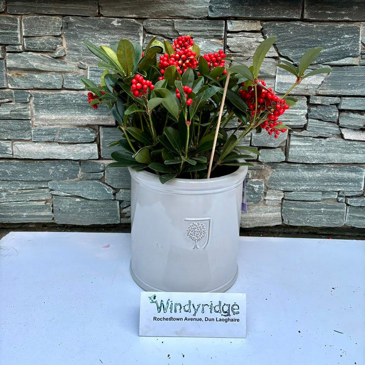 24 cm Cylinder Pot with Skimmia Temptation