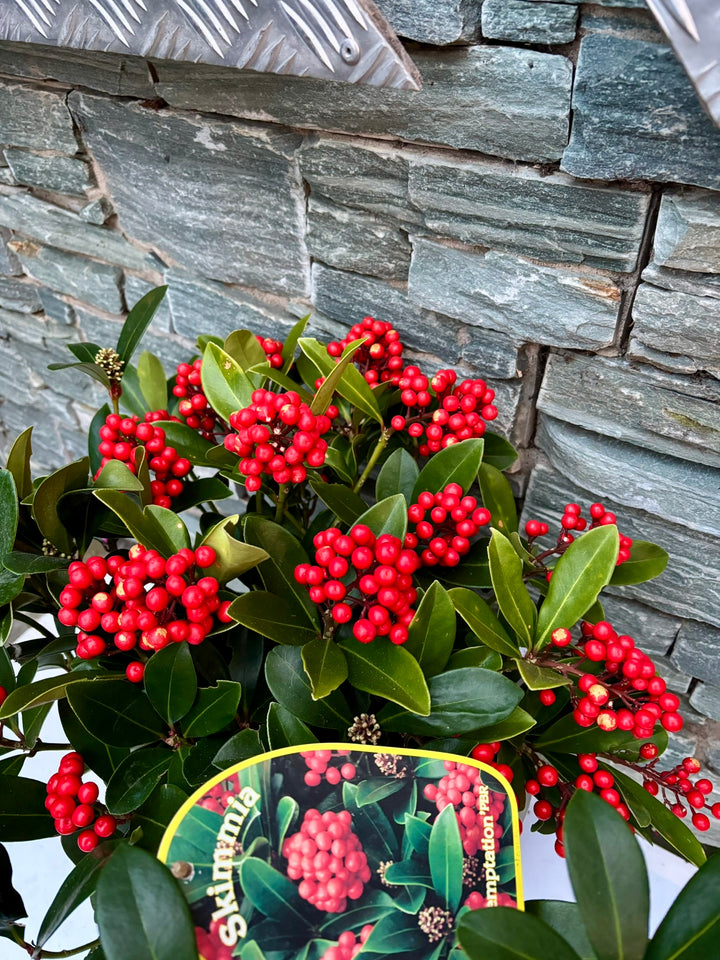 24 cm Cylinder Pot with Skimmia Temptation