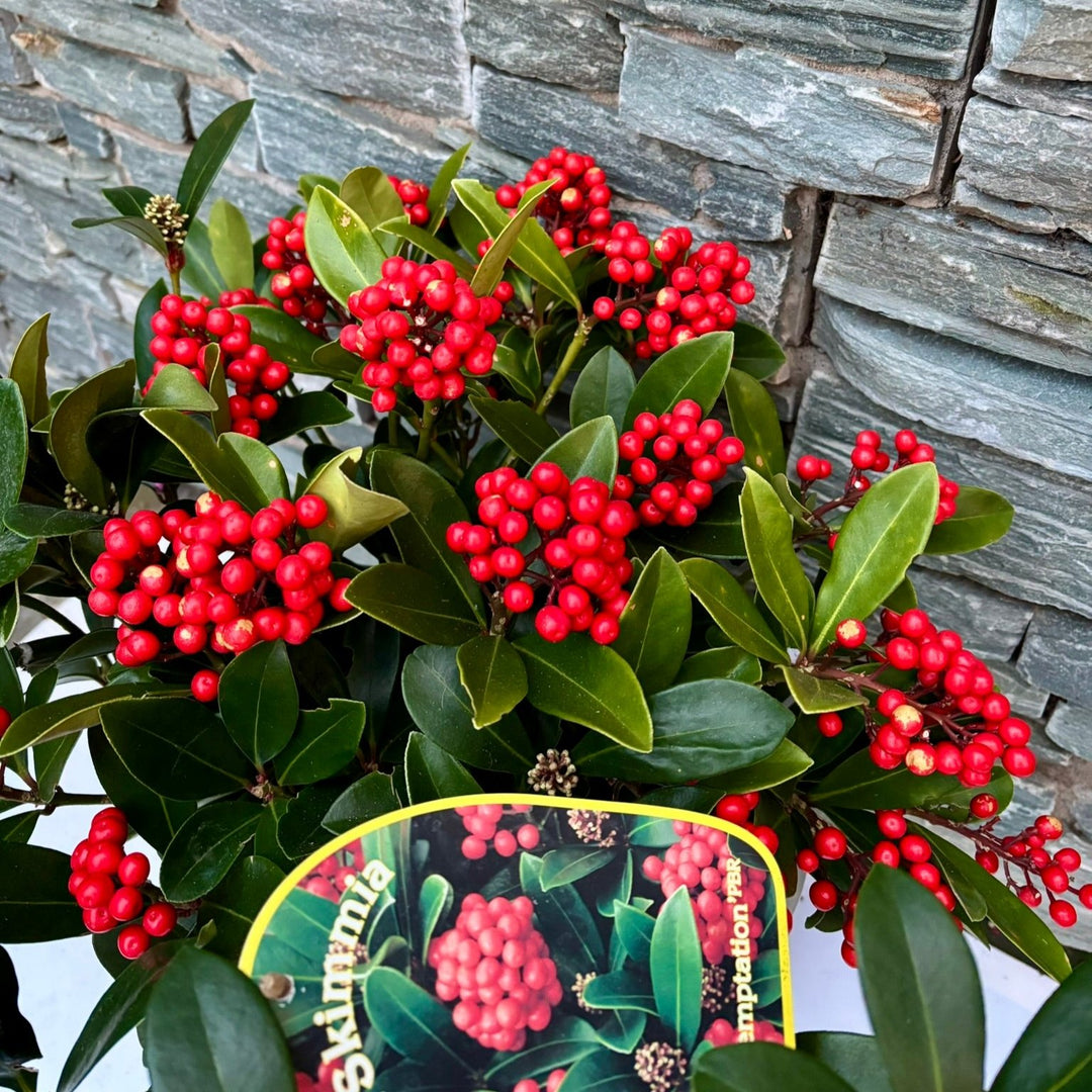 28 cm Square Pot with Skimmia Temptation