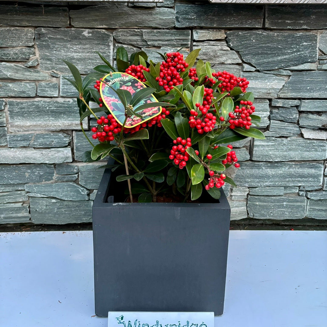 28 cm Square Pot with Skimmia Temptation