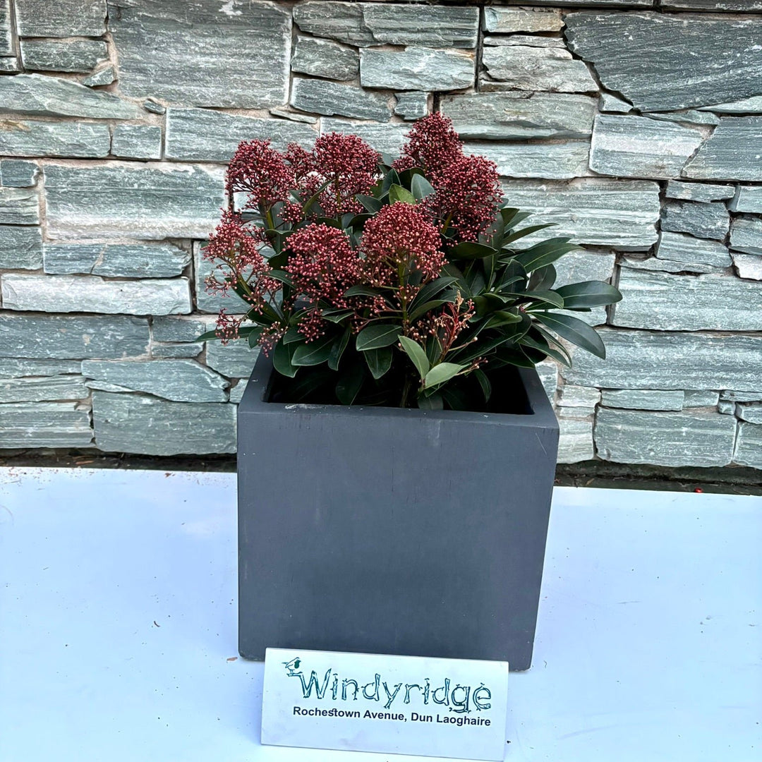 28 cm Square Pot with Skimmia Rubella