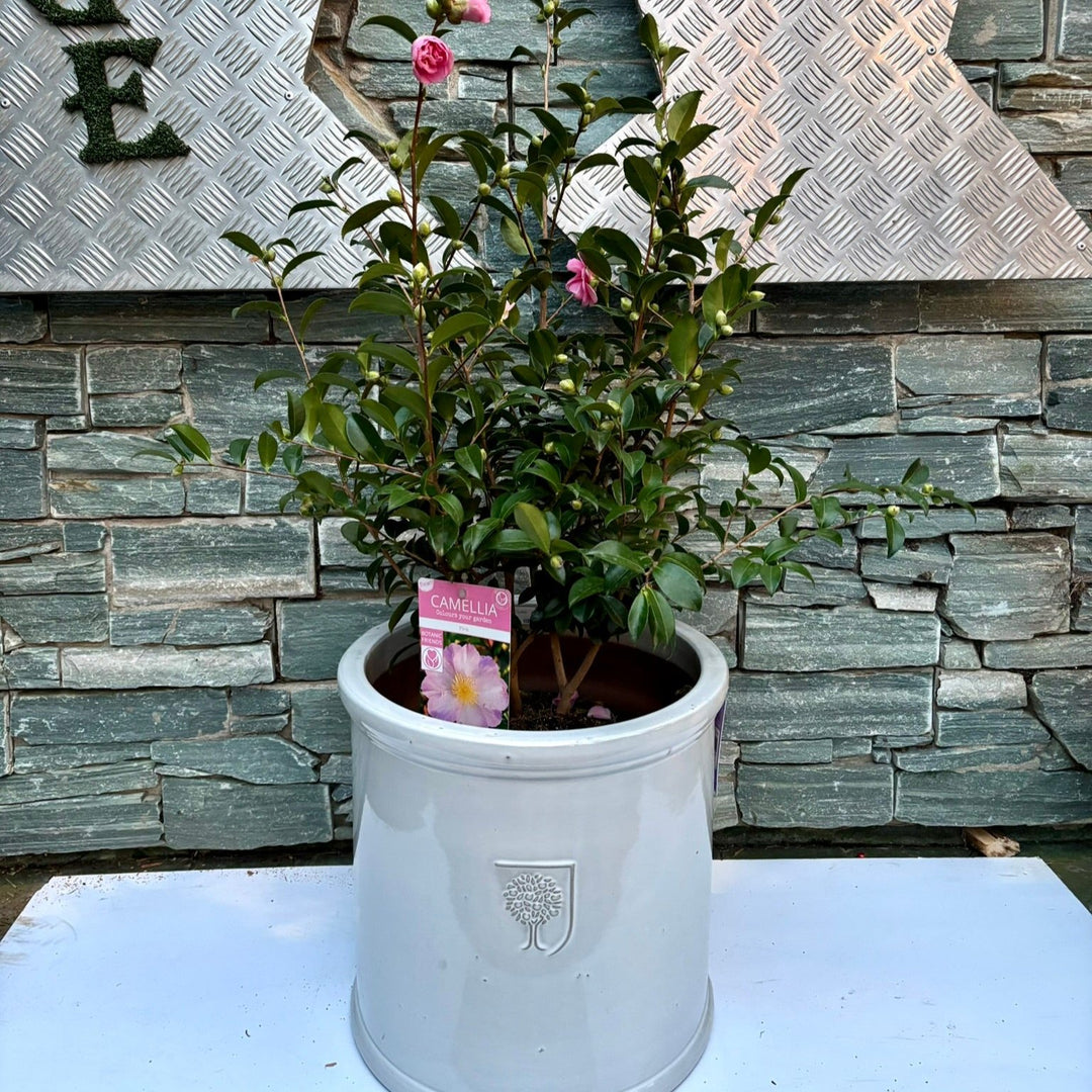 44 cm Cylinder Pot with Camellia